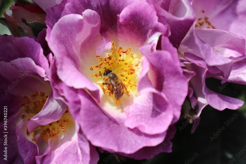 Close up view of bee feeding an purple flower