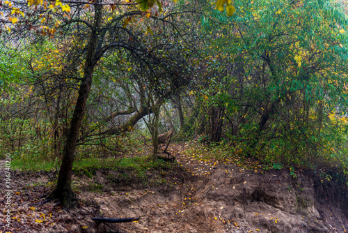 Autumn in forest  near Otwock Town (Poland)  © Ralfik D