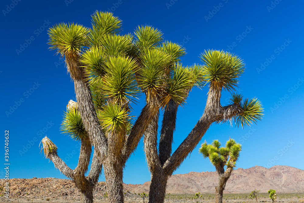 Yucca brevifolia, the Joshua tree, Joshua Tree National Park, California, USA Yucca brevifolia, the Joshua tree, Joshua Tree National Park, California, USA