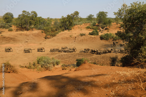 Afrikanischer Elefant im Mphongolo River/ African elephant in Mphongolo River / Loxodonta africana. © Ludwig