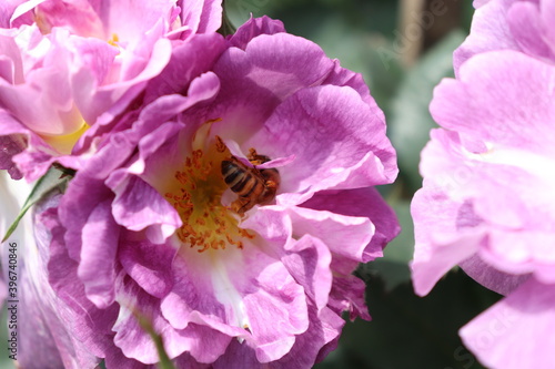 Close up view of bee feeding an purple flower