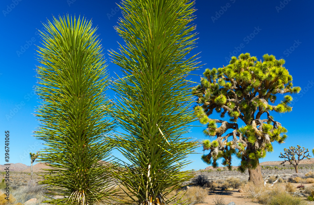 Yucca brevifolia, the Joshua tree, Joshua Tree National Park, California, USA Yucca brevifolia, the Joshua tree, Joshua Tree National Park, California, USA