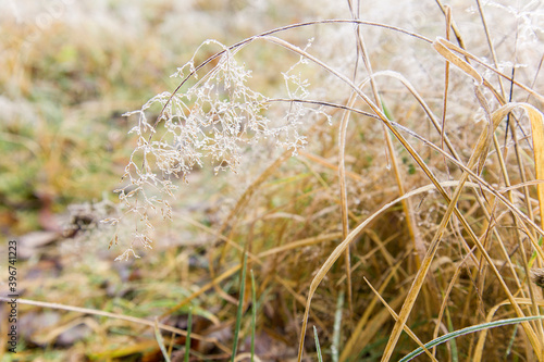 Dry spikelets of grass with ice crystals with ice crystals on natural blurry background. Natural landscape in winter. Fog with tender bokeh. Close-up, copy space