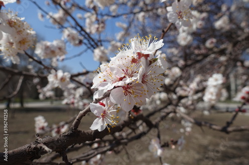 Group of white flowers of apricot tree against blue sky in April