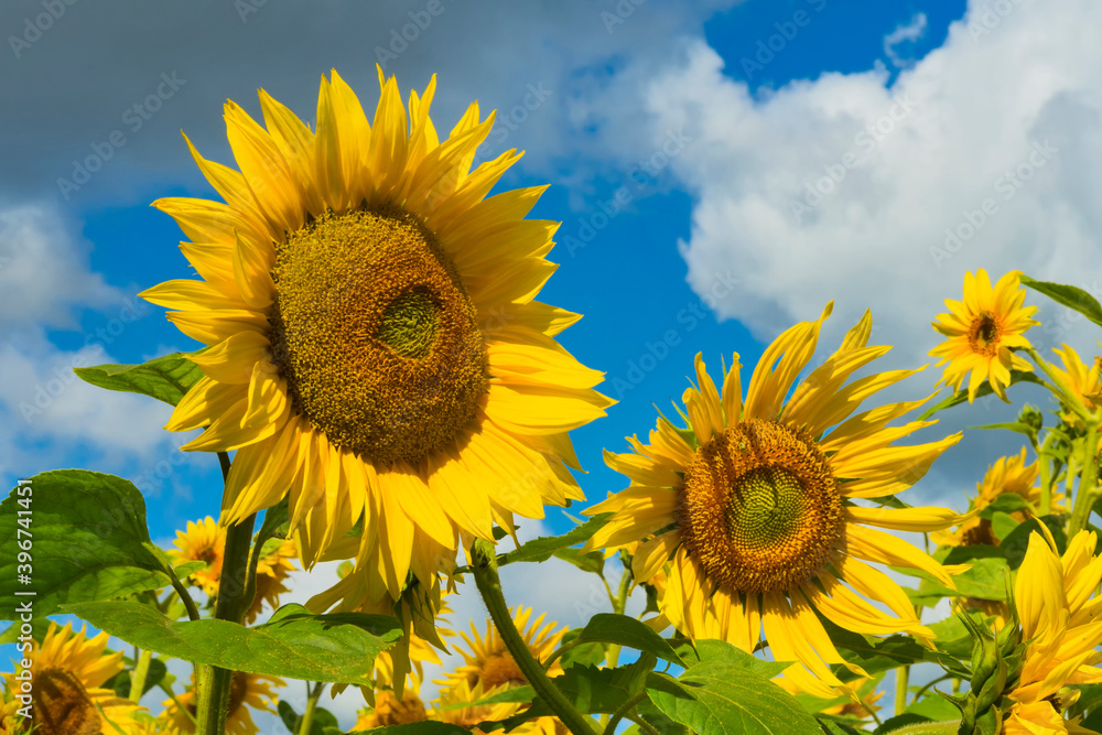 Big sunflowers on a field