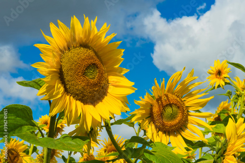 Big sunflowers on a field