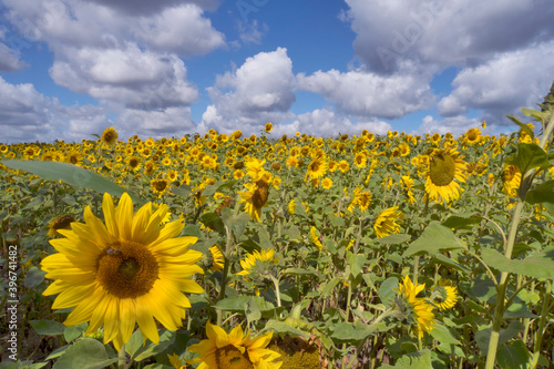 A sunflower field with cloudy sky