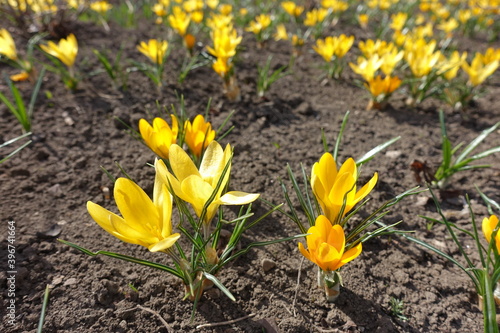 Numerous amber yellow flowers of crocuses in March