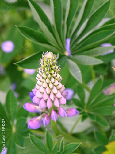 Young lupin flower with a leaf in the garden