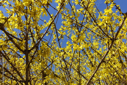 Vibrant yellow flowers on branches of forsythia against blue sky in April