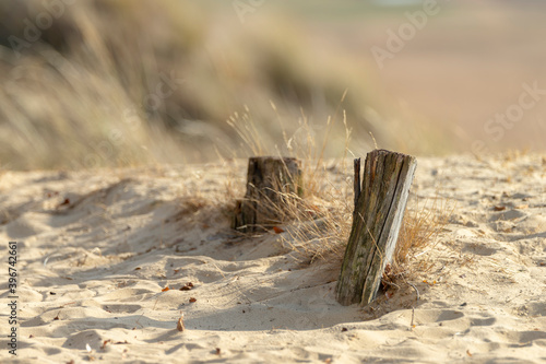 Fototapeta Naklejka Na Ścianę i Meble -  Two wooden pegs in dune sand