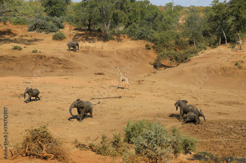 Afrikanischer Elefant und Giraffe im Mphongolo River/ African elephant and Giraffe in Mphongolo River / Loxodonta africana et Giraffa Camelopardalis.