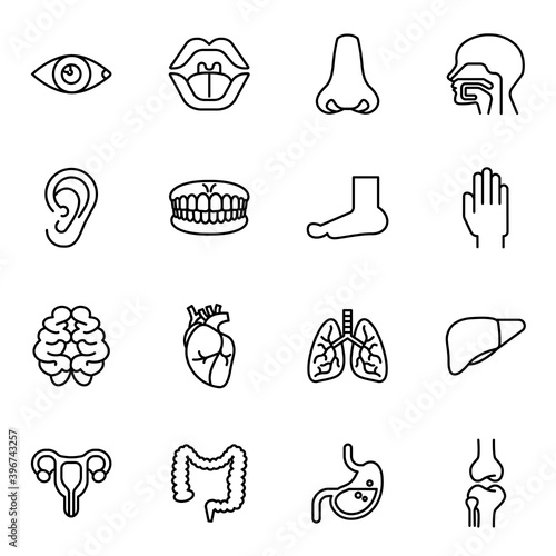 Human organ or body parts icons set. Thin line style stroke vector. 
