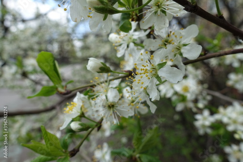 Snow white flowers of sour cherry tree in April