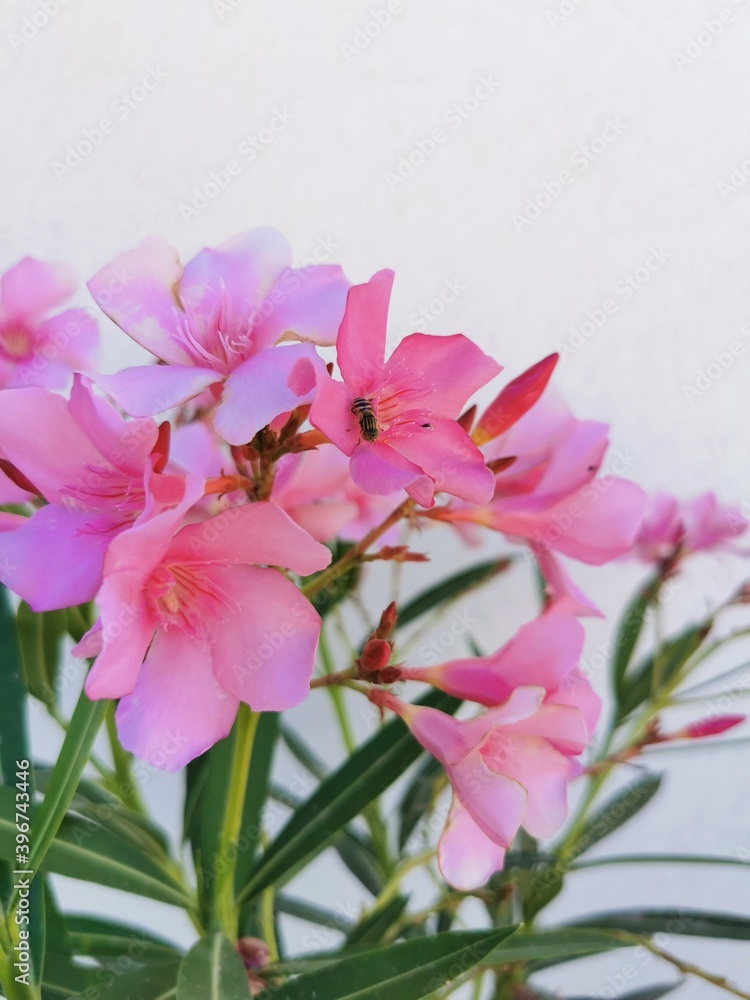 Fototapeta premium pink flowers and a bee
