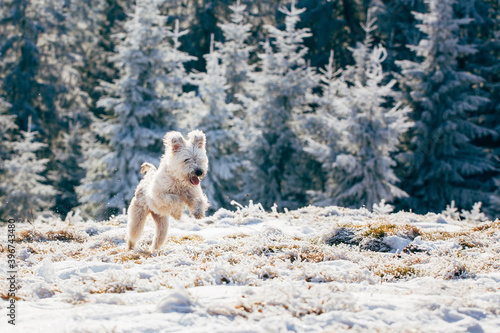 White and fluffy dog running happily in snow.