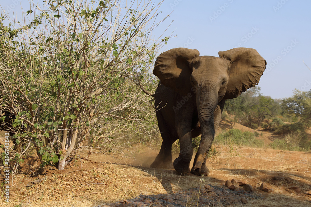 Obraz premium Afrikanischer Elefant / African elephant / Loxodonta africana