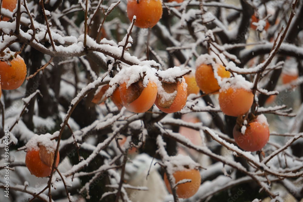 Cachi con neve