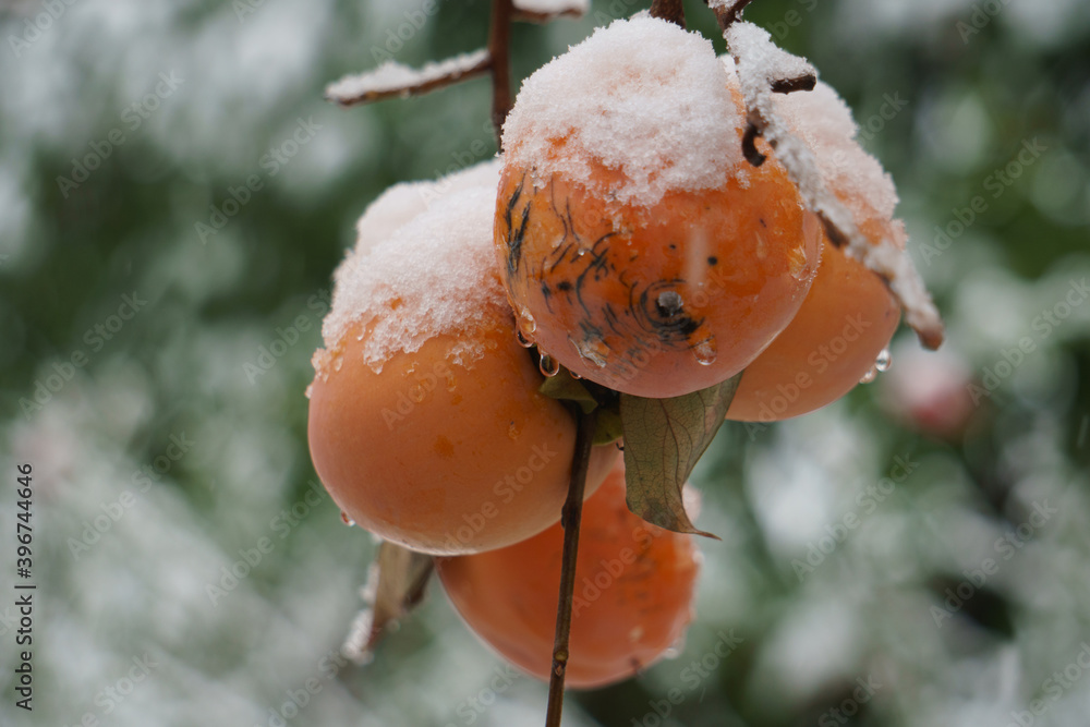Cachi con neve