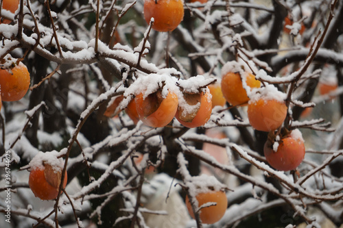 Cachi con neve