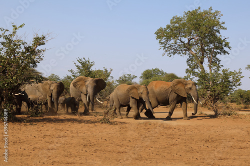 Afrikanischer Elefant   African elephant   Loxodonta africana.