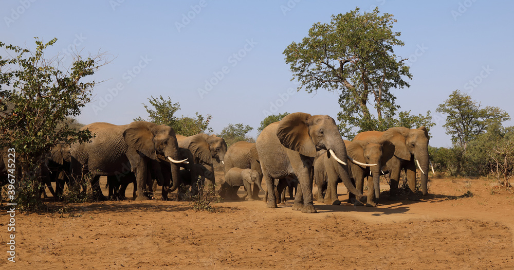 Afrikanischer Elefant / African elephant / Loxodonta africana. Afrikanischer Elefant / African elephant / Loxodonta africana.