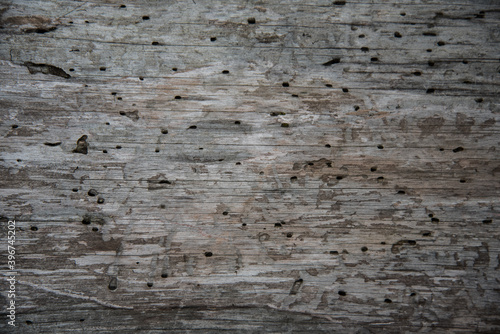The texture of wood eaten by insects. Holes, the moves of insects.Background, texture