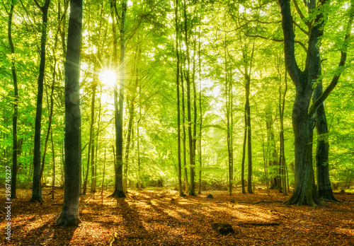 Fototapeta Naklejka Na Ścianę i Meble -  Bright Sunny Forest with Old Beech Trees