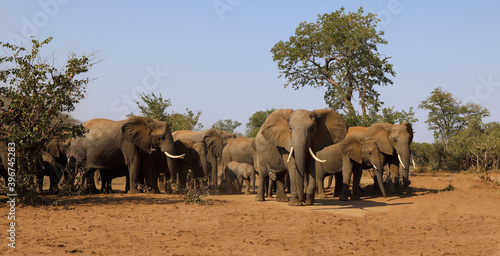 Afrikanischer Elefant   African elephant   Loxodonta africana.