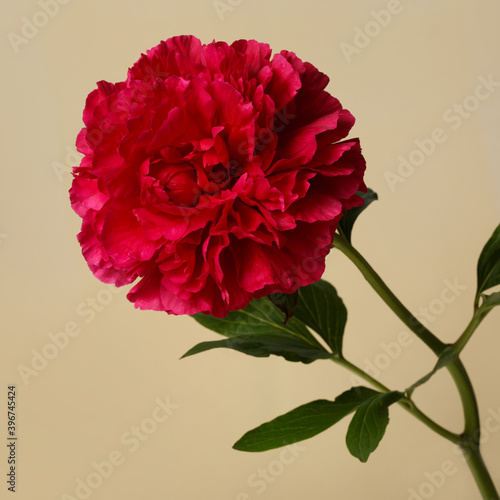 Beautiful red terry peony isolated on a beige background.