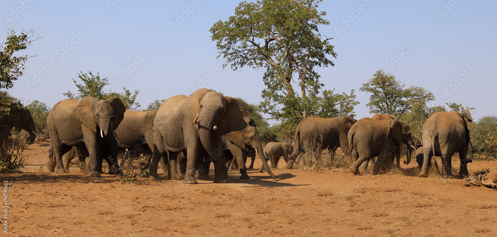 Afrikanischer Elefant / African elephant / Loxodonta africana. Afrikanischer Elefant / African elephant / Loxodonta africana.