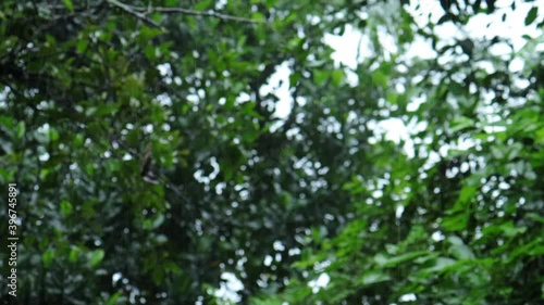 rain drops falling on leaves tree
