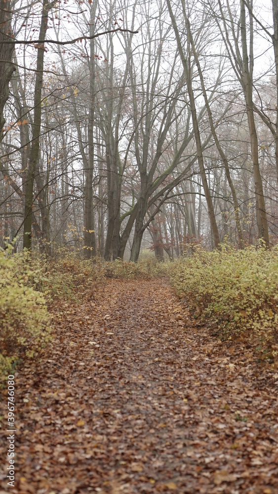 herbstlicher Waldweg in Sachsen-Anhalt