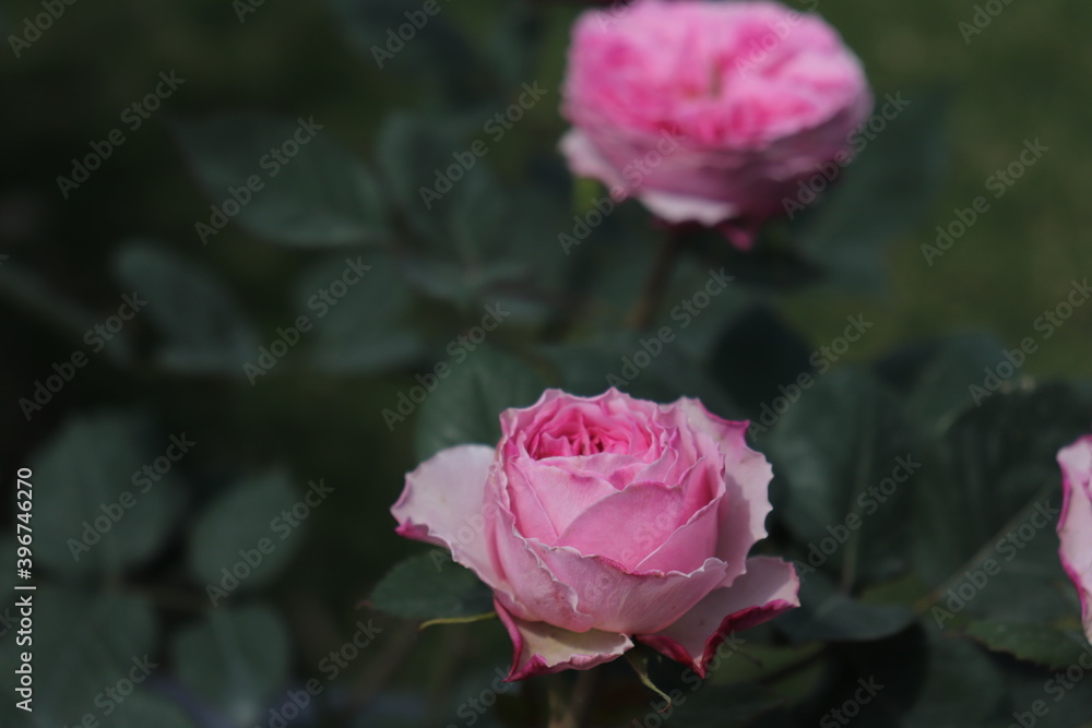 Close up view of pink rose in a garden with blurred background Close up view of pink rose in a garden with blurred background