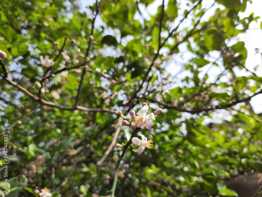 Sweet lemon flower in the India, Citrus limetta flower, orange flowers. Sweet lemon flower in the India, Citrus limetta flower, orange flowers.