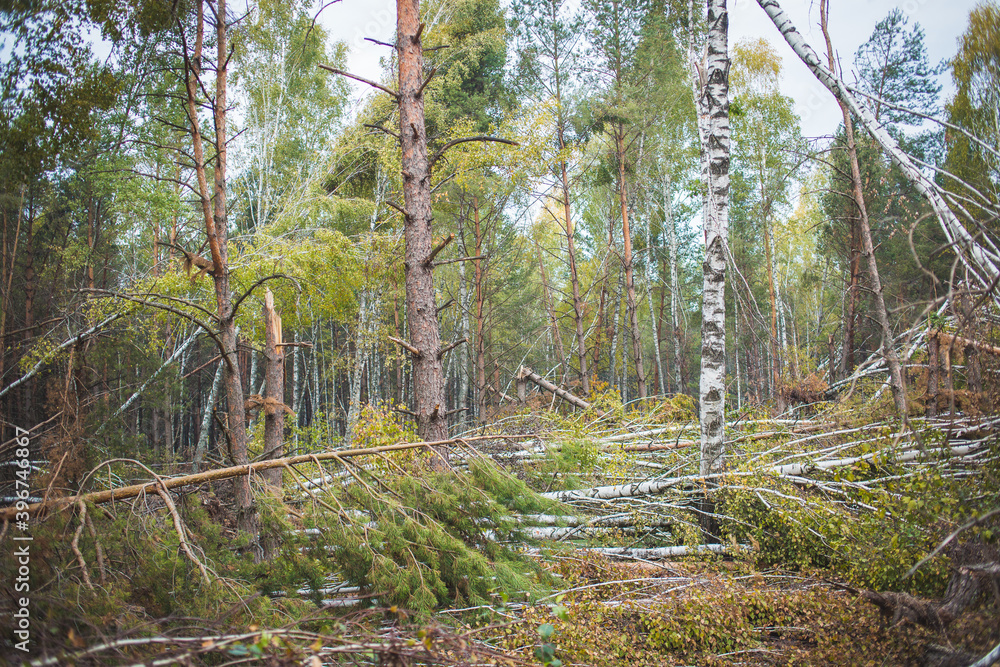 Windbreak in the forest in autumn. Trees lie on the ground after a hurricane. Windbreak in the forest in autumn. Trees lie on the ground after a hurricane.