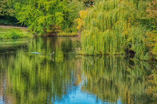 A duck taking off from a pond among trees being reflected on the water. A bird flying over a lake in Orstedsparken (Orsted park) conveys freedom, liberty and privilege concept - Copenhagen, Denmark