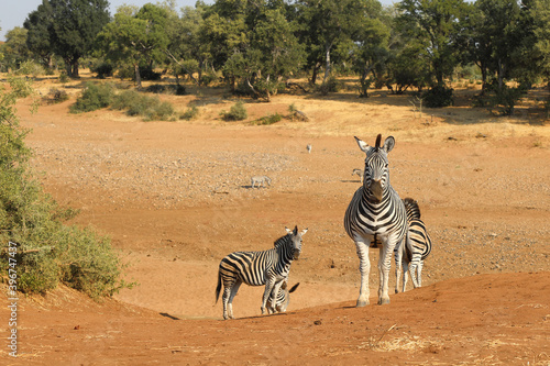 Steppenzebra   Burchell s zebra   Equus burchellii