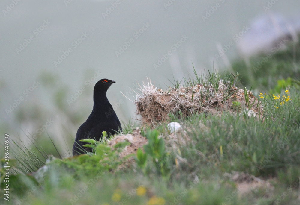 Caucasian Black Grouse, Lyrurus mlokosiewiczi