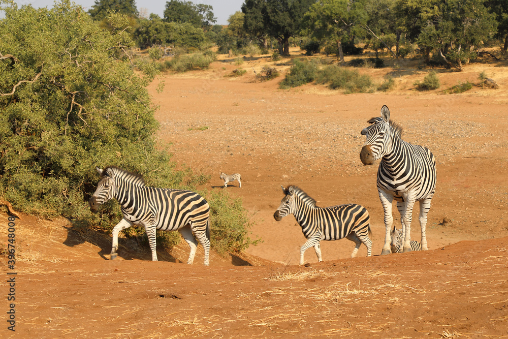 Obraz premium Steppenzebra / Burchell's zebra / Equus burchellii
