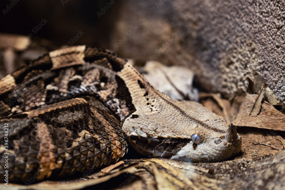 West African Gaboon viper (bitis rhinoceros) West African Gaboon viper (bitis rhinoceros)