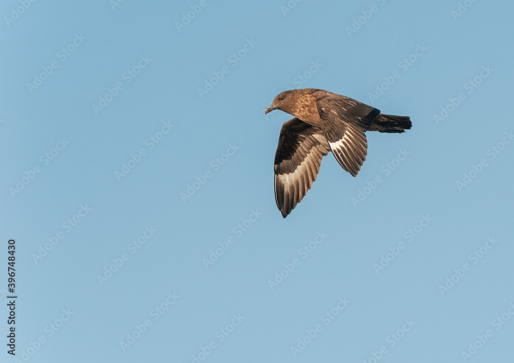 Fototapeta premium Great Skua, Stercorarius skua