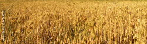 harvest organic wheat field ears golden nature landscape © Emoji Smileys People