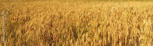 Wallpaper Mural harvest organic wheat field ears golden nature landscape Torontodigital.ca