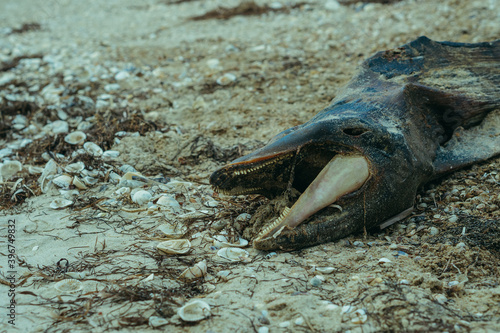 Dolphin. The corpse of a dolphin lies on the seashore.