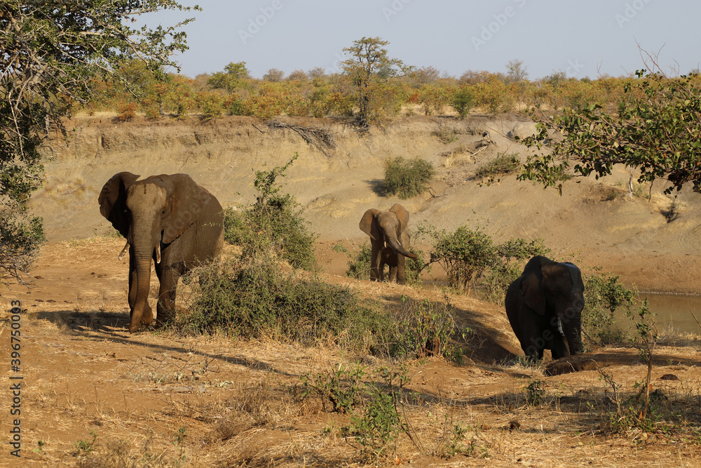 Fototapeta premium Afrikanischer Elefant / African elephant / Loxodonta africana