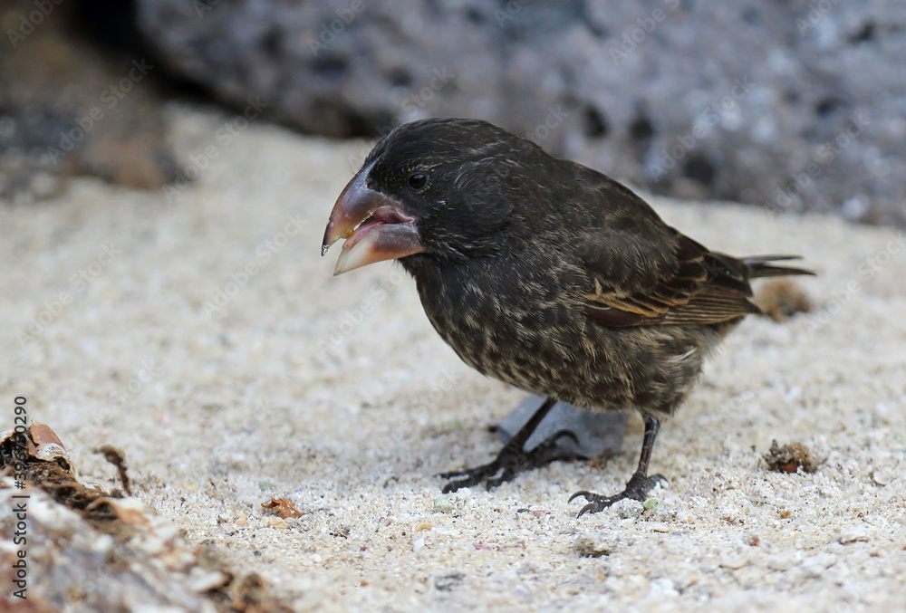 Large Ground Finch, Geospiza magnirostris Large Ground Finch, Geospiza magnirostris