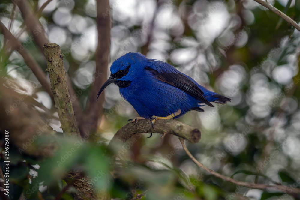 Naklejka premium yellow-legged honeycreeper