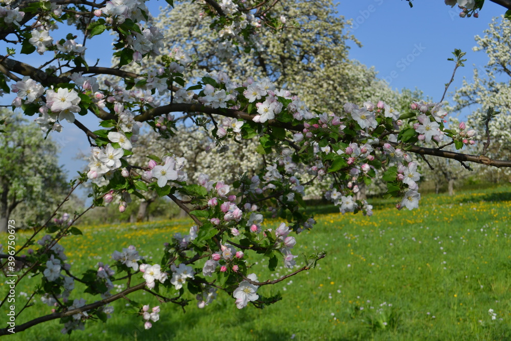 Inseln, Wanderungen, Blumen 