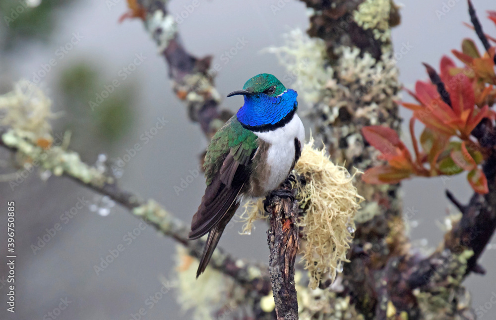 Blue-throated Hillstar, Oreotrochilus cyanolaemus
